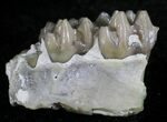 Oligocene Ruminant (Leptomeryx) Jaw Section #25092-2